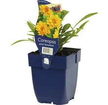 Coreopsis grandiflora Sonnenkind in einem Topf