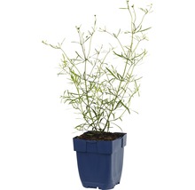 Quirllständiges Mädchenauge FloraSelf Coreopsis verticillata 'Moonbeam' H 5-20 cm Co 0,5 L