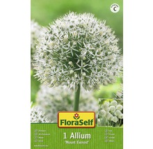 Blumenzwiebel FloraSelf Allium/Riesen-Zierlauch 'Mount Everest‘ 1 Stk.