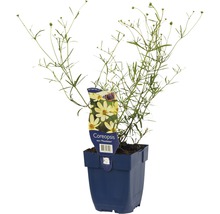 Coreopsis vert ''Moonbeam'' Pflanze in einem blauen Topf