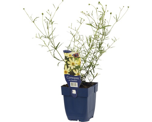 Quirllständiges Mädchenauge FloraSelf Coreopsis verticillata 'Moonbeam' H 5-20 cm Co 0,5 L Quirllständiges Mädchenauge FloraSelf Coreopsis verticillata 'Moonbeam' H 5-20 cm Co 0,5 L