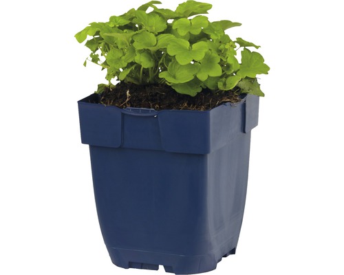 Geranie in einem blauen Pflanztopf