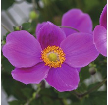 Nahaufnahme einer lilafarbenen Herbst-Anemone mit gelbem Zentrum