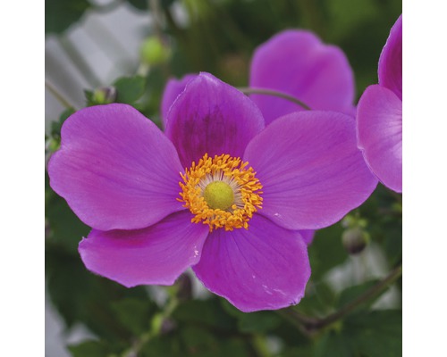 Nahaufnahme einer lilafarbenen Herbst-Anemone mit gelbem Zentrum