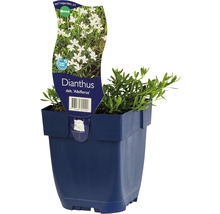 Dianthus ''Albiflorus'' Pflanze im Topf