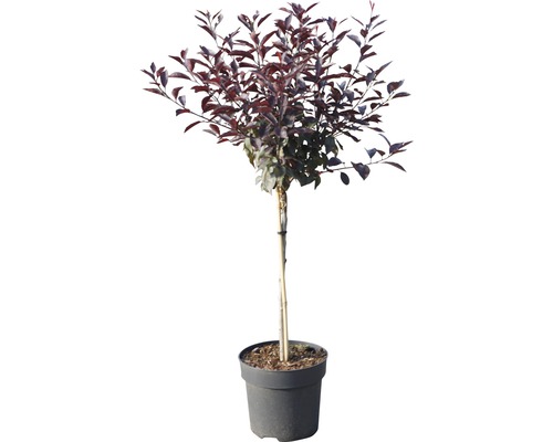 Kugelbaum mit dunkelroten Blättern im Topf