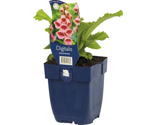 Fingerhut FloraSelf Digitalis mertonensis H 5-30 cm Co 0,5 L