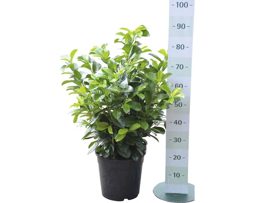 Lorbeerkirsche im Topf mit Größenangabe in Zentimetern.