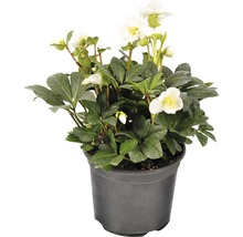 Christrose im Topf mit weißen Blüten und grünen Blättern.