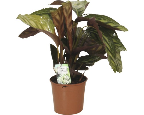 Calathea Zimmerpflanze im Topf