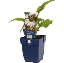 Echinacea purpurea ''Alba'' Pflanze im Topf