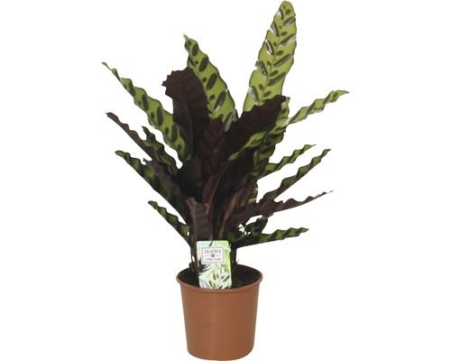 Lanzenblättrige Korbmarante FloraSelf Calathea insignis H 40-60 cm Ø 14 cm Topf