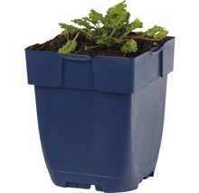 Blauer Pflanzkasten mit Pflanze