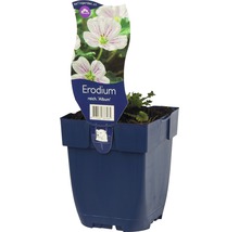 Erodium Album im Topf