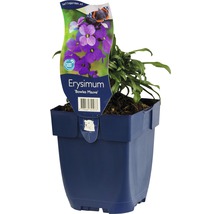 Schöterich Erysimum-Cultivars 'Bowles Mauve' H 5-60 cm Co 0,5 L