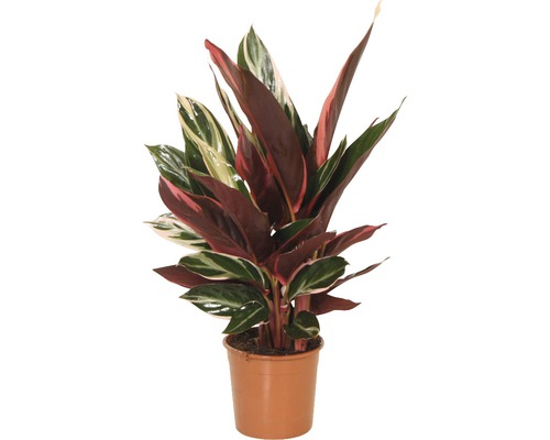 Stromanthe, Calathea FloraSelf Stromanthe sanguinea 'Triostar' H 40-50 cm Ø 14 cm Topf