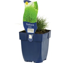Festuca gautieri Ziergras im Topf