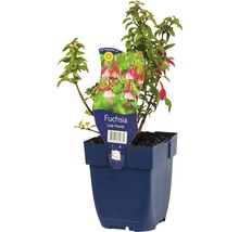 Rot-Weiße Fuchsie FloraSelf Fuchsia magellanica 'Lady Thumb' H 5-20 cm Co 0,5 L
