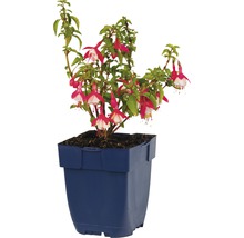 Rot-Weiße Fuchsie FloraSelf Fuchsia magellanica 'Lady Thumb' H 5-20 cm Co 0,5 L