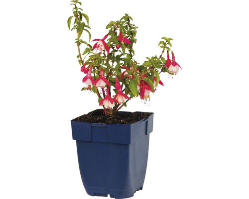 Fuchsie in einem Blumentopf