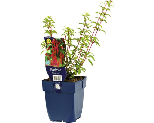 Fuchsie FloraSelf Fuchsia magellanica 'Ricartonii' H 5-20 cm Co 0,5 L