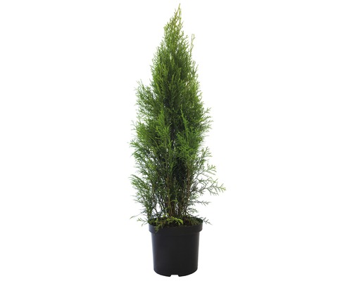 Heckenpflanze FloraSelf Smaragd-Thuje Lebensbaum H 100-110 cm im 5 Liter Topf ab 25 Stück auf Palette