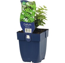 Waldmeister FloraSelf Galium odoratum H 5-15 cm Co 0,5 L