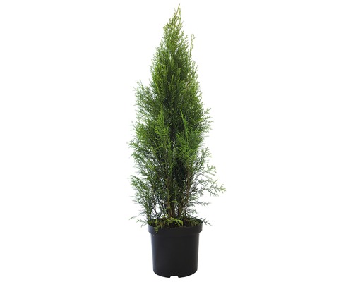 Heckenpflanze FloraSelf Smaragd-Thuje Lebensbaum H 120-130 cm im 7,5 Liter Topf ab 20 Stück auf Palette