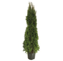 Heckenpflanze FloraSelf Smaragd-Thuje Lebensbaum H 160-170 cm im 10 Liter Topf ab 15 Stück auf Palette-thumb-0