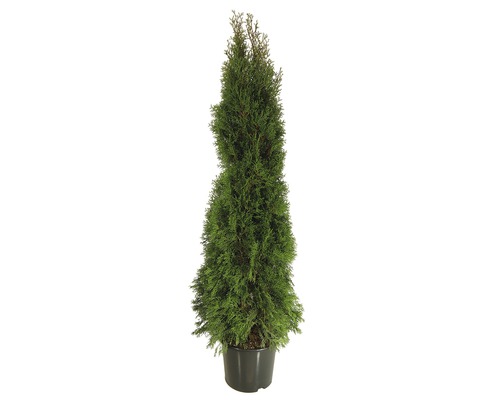 Heckenpflanze FloraSelf Smaragd-Thuje Lebensbaum H 160-170 cm im 10 Liter Topf ab 15 Stück auf Palette