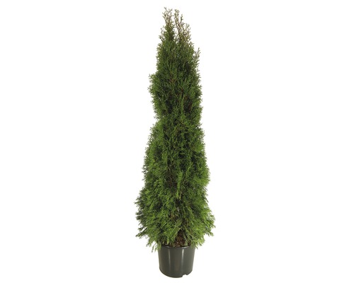 Heckenpflanze FloraSelf Smaragd-Thuje Lebensbaum H 160-170 cm im 10 Liter Topf