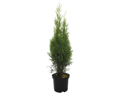 Im Topf gezüchtete Zypresse als immergrüne Pflanze für den Garten