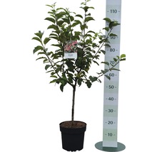 Zierapfel FloraSelf Malus "Red Sentinel" Halbstamm 40 cm H 100-125 cm Co 6 L