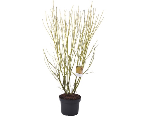 Hartriegelbusch im Topf