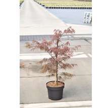 roter Schlitzahorn FloraSelf Acer palmatum 'Dissectum Garnet' H 80-100 cm Co 10 L
