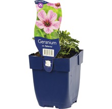 Geranium Ballerina in einem Topf