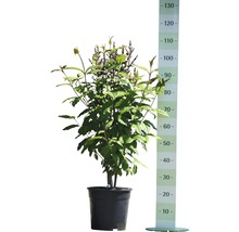 Blütenhartriegel im Topf mit Messskala