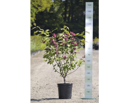 Blühender Zwergflieder im Topf mit Größenangabe