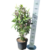 Schönfrucht Callicarpa in Topf mit Messskala