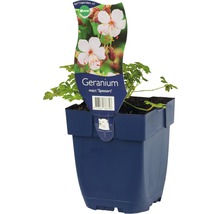 Geranie macrorrhizum Spessart im Pflanztopf