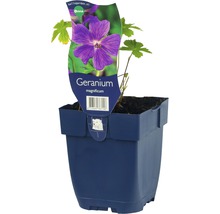 Geranium magnificum im Topf