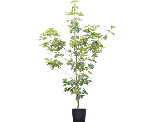 Japanischer Blumen-Hartriegel in einem Topf