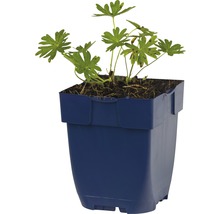 Geranium Pflanze in einem Topf