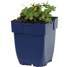 Geranium Pflanze im Topf
