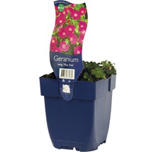 Geranium Max Frei im Topf