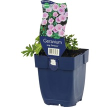 Geranium sanguineum ''Striatum'' im Topf