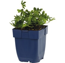 Geranium Pflanze in einem Kunststofftopf
