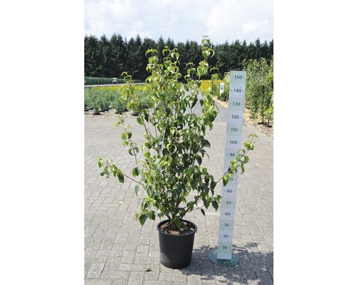 Hartriegel im Topf mit Größenangabe