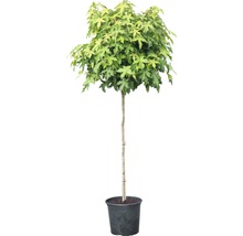 Kugel-Amberbaum im Topf