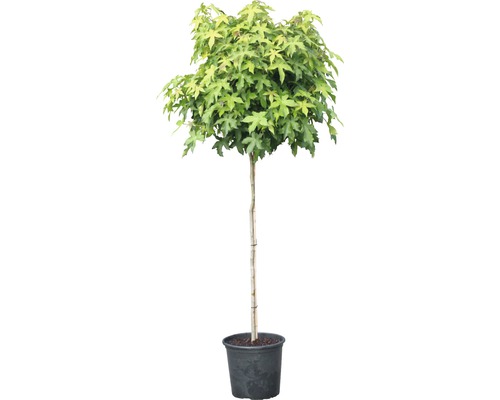 Kugel-Amberbaum im Topf